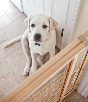 We are Family image of dog and gate